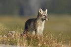 Arctic Fox Puppie Poster och Canvastavla