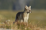 Arctic Fox Puppie Poster och Canvastavla