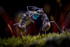 The Two Ants Poster och Canvastavla