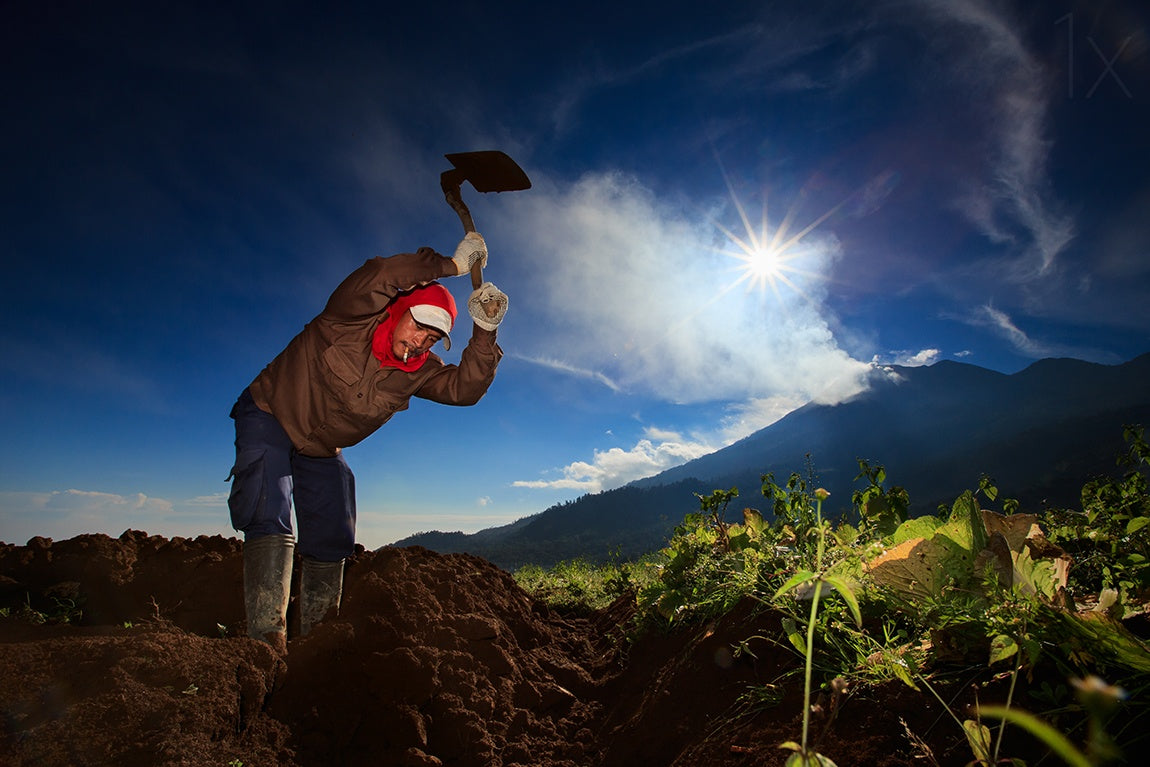 Indonesian Farmer Poster och Canvastavla