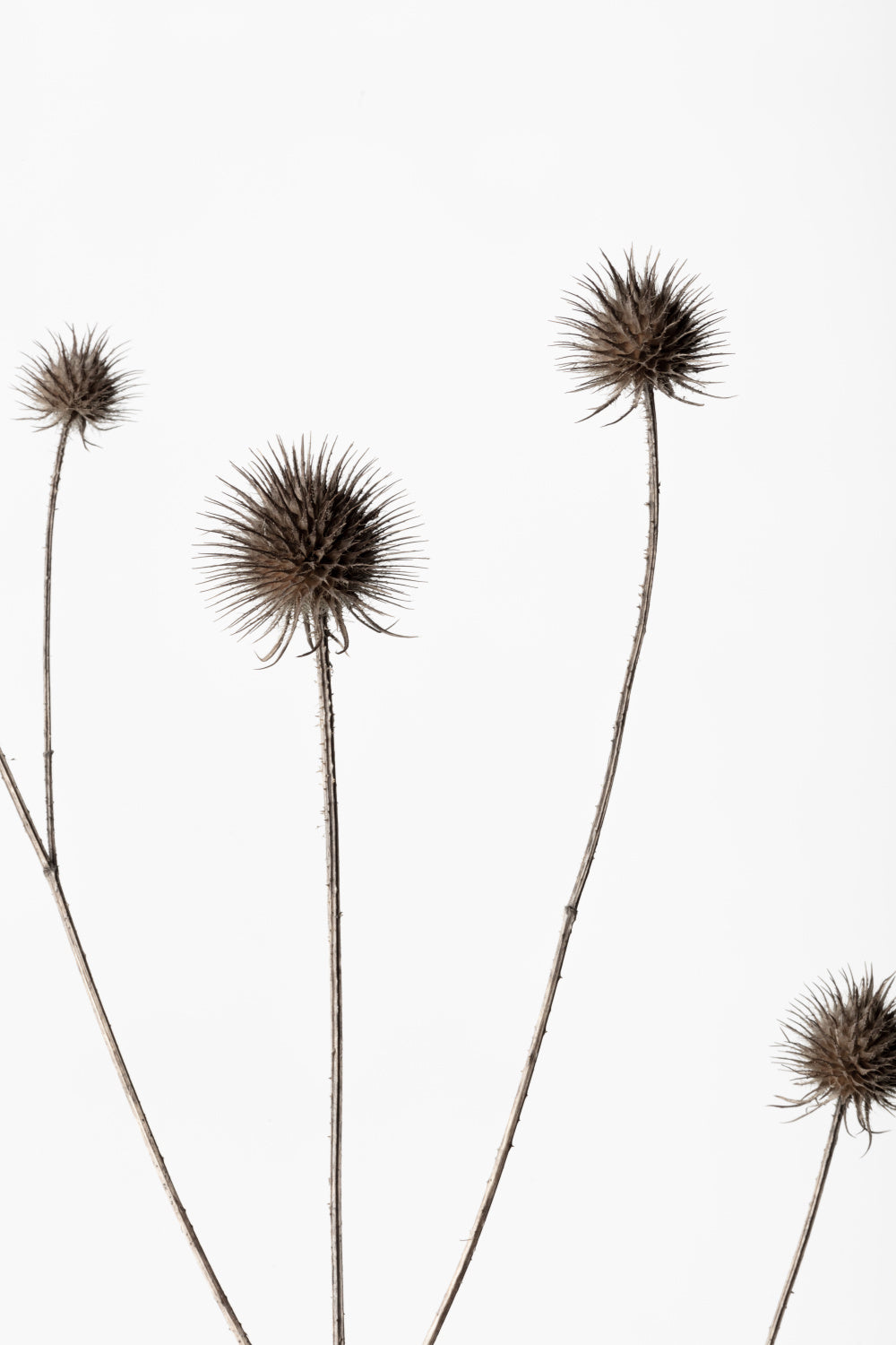 Thistle Grey 10 Poster och Canvastavla