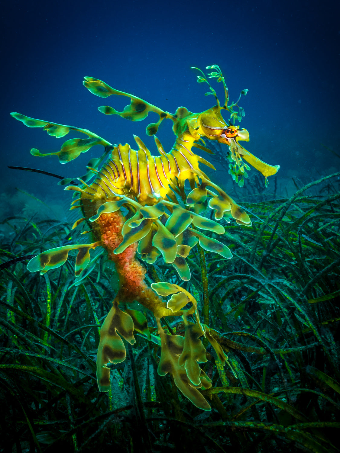 Leafy Sea Dragon - male with eggs Poster och Canvastavla