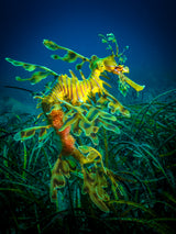 Leafy Sea Dragon - male with eggs Poster och Canvastavla