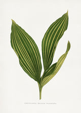 Lily of the Valley Leaf Illustration Poster och Canvastavla