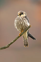 Red-footed falcon Poster och Canvastavla