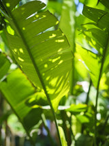 palm leaf Poster och Canvastavla