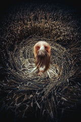 Keeper of the Earth Poster och Canvastavla