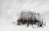 reed bunch Poster och Canvastavla