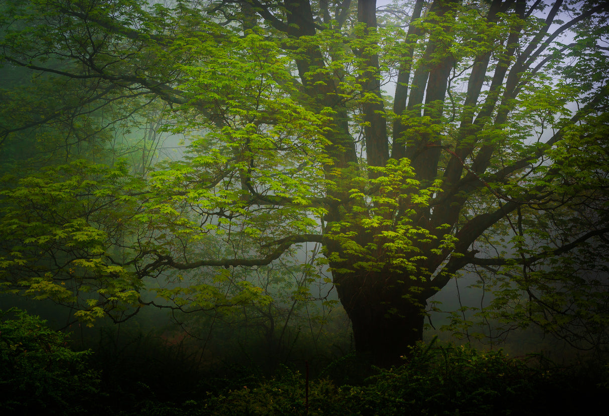 Forrest morning Poster och Canvastavla