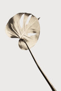 Monstera Gold 03 Poster och Canvastavla