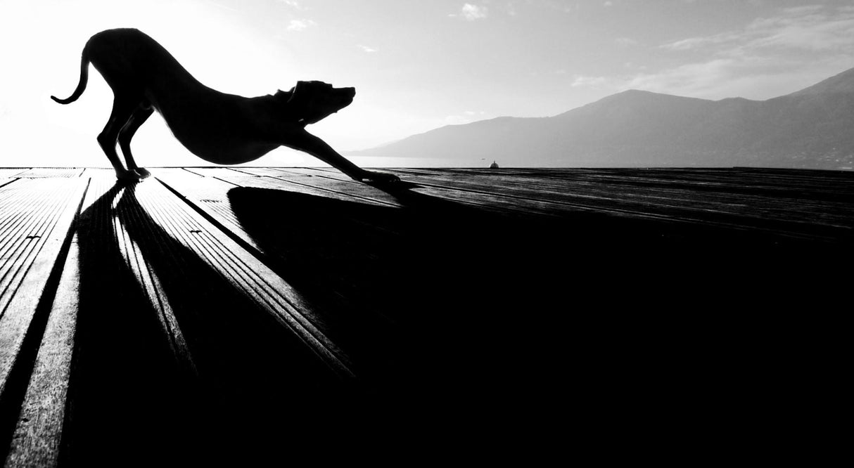 sun salutation Poster och Canvastavla
