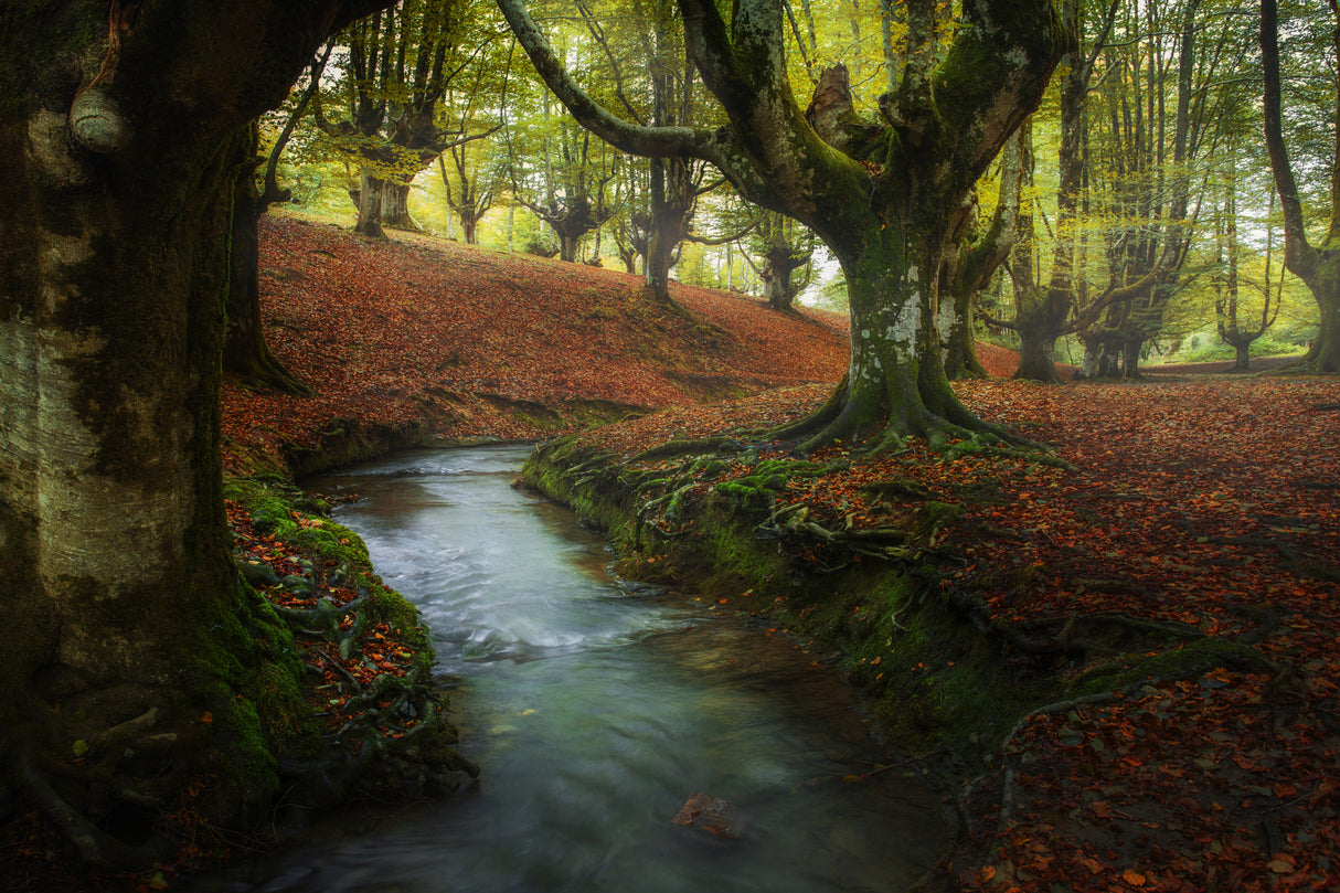 Enchanted Forest Poster och Canvastavla