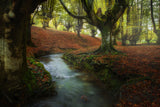 Enchanted Forest Poster och Canvastavla