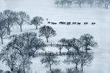 Grazing in winter Poster och Canvastavla