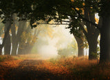 Autumn in Poland Poster och Canvastavla