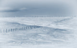 Swept by the wind Poster och Canvastavla