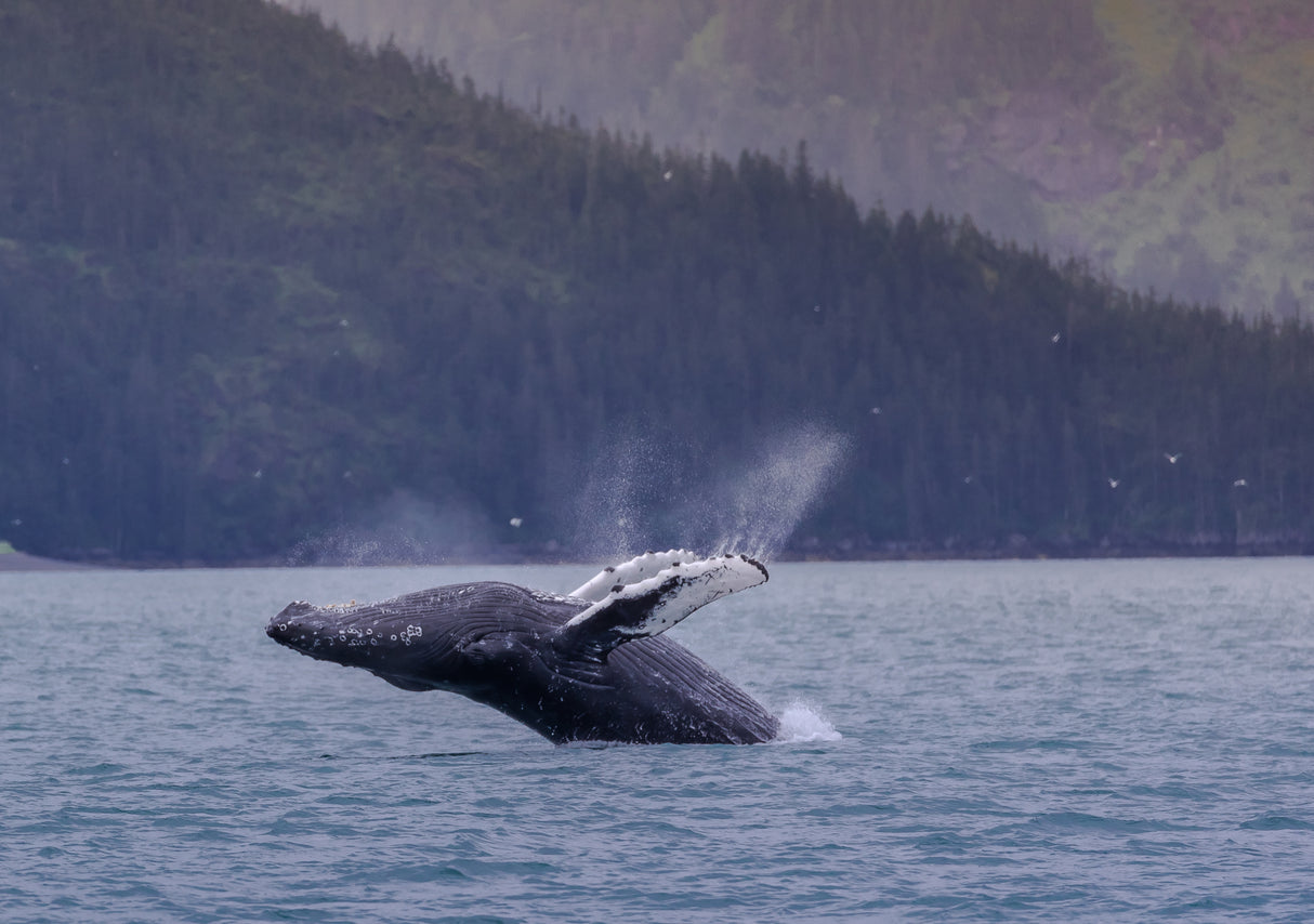 A Humpback Whale Jump out of  the Sea in Alaska Poster och Canvastavla