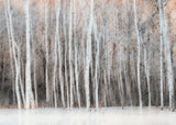 Wintry Vision Poster och Canvastavla