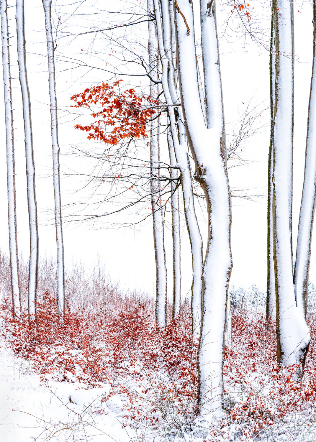 Winter elegance Poster och Canvastavla