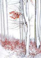 Winter elegance Poster och Canvastavla
