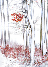 Winter elegance Poster och Canvastavla