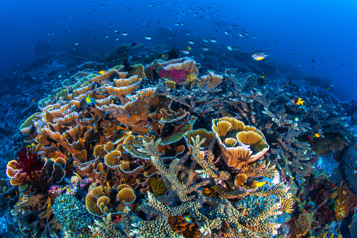 Coral Garden Poster och Canvastavla