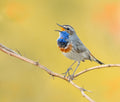 BLUETHROAT Poster och Canvastavla