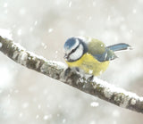 blue tit in a snowstorm Poster och Canvastavla