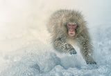 Snow run Poster och Canvastavla