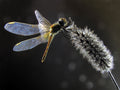 Dragonfly Poster och Canvastavla