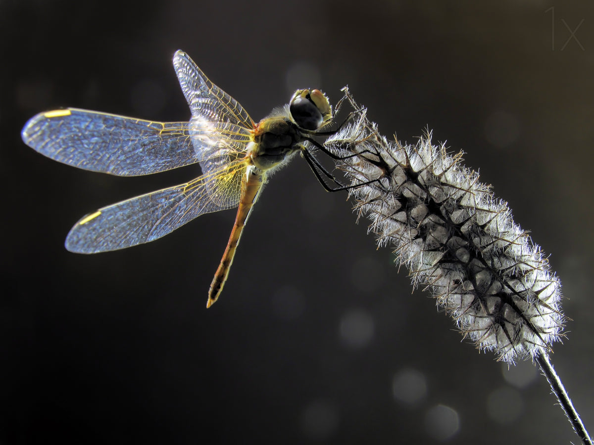 Dragonfly Poster och Canvastavla