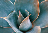 Agave Abstract in Spring Poster och Canvastavla