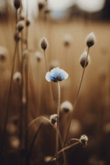 Blue Corn Flowers No 4 Poster och Canvastavla