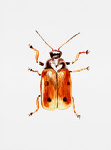 Another leaf beetle the Cryptocephalus cordiger Poster och Canvastavla