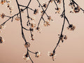 Minimalistic Branches Poster och Canvastavla
