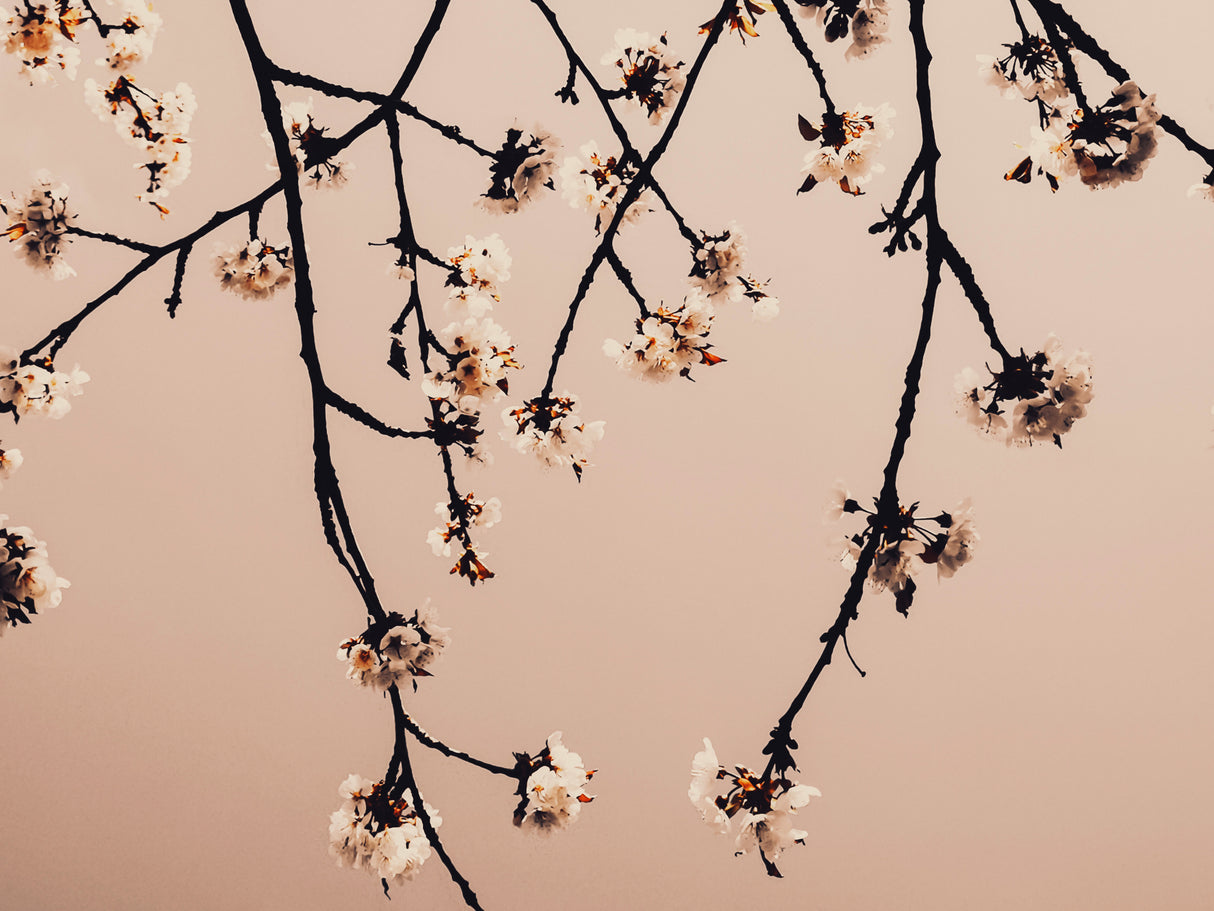 Minimalistic Branches Poster och Canvastavla