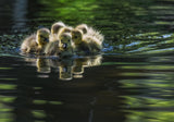 Cute Baby Canada Geese Poster och Canvastavla