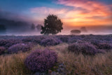 "autumn longing" Poster och Canvastavla