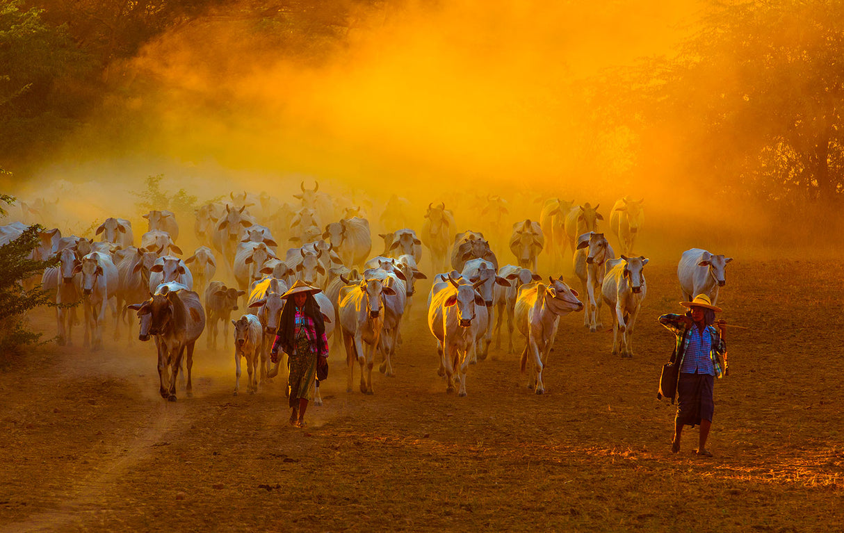 Herd of Cattle Poster och Canvastavla