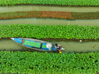 Care of floating Vegetable seedlings Poster och Canvastavla