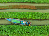 Care of floating Vegetable seedlings Poster och Canvastavla