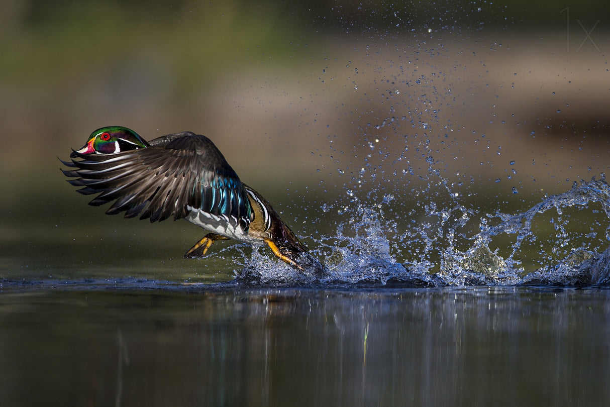 Woodie the duck Poster och Canvastavla