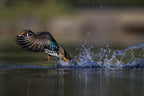 Woodie the duck Poster och Canvastavla