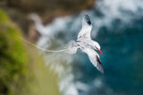 The Red-billed Tropicbird, Phaethon aethereus, is flying over the bay, Tobago Poster och Canvastavla