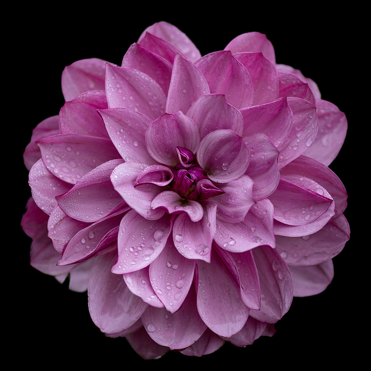 Dahlia pinnata (pink) Poster och Canvastavla