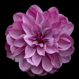 Dahlia pinnata (pink) Poster och Canvastavla