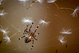 The flies are finished. Only dandelions salad left. Poster och Canvastavla