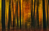 Autumn falls Poster och Canvastavla