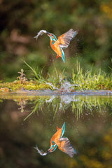 The diving Common Kingfisher, alcedo atthis Poster och Canvastavla