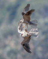 White-tailed kites transfer a catch Poster och Canvastavla